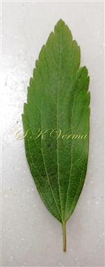  Leaf-Abaxial view